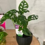 Swiss Cheese Monstera - Image 3