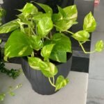 Office Plant Golden pothos Origin Holland