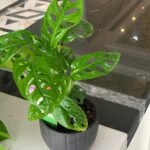 Swiss Cheese Monstera - Image 2