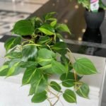 Office Plant Hanging Heartleaf philodendron - Image 2