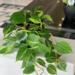 Office Plant Hanging Heartleaf philodendron