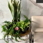 snake plant - Image 2