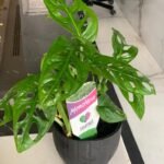 Swiss Cheese Monstera