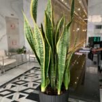 snake plant - Image 3
