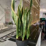 snake plant