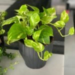 Office Plant Golden pothos Origin Holland - Image 2