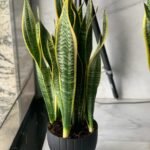 snake plant - Image 4