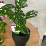 Swiss Cheese Monstera - Image 4