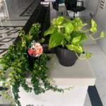 Office Plant Golden pothos Origin Holland - Image 4