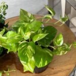 Office Plant Golden pothos Origin Holland - Image 3