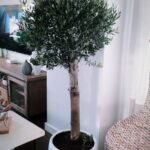 Olive Tree Best Seller - Image 2