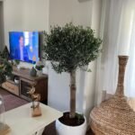 Olive Tree Best Seller