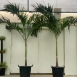 Vietchia Palm Each PROMO