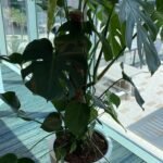 Office Plant Big Monstera ( 150cm to 160cm )