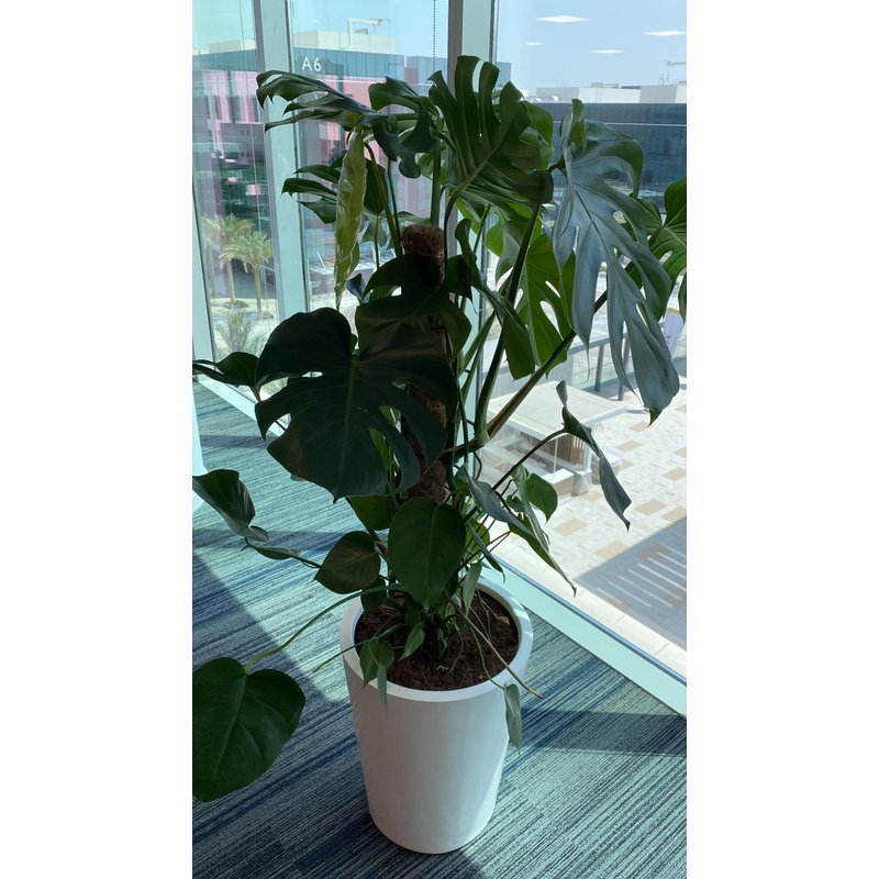 IMG-20220426-WA0005_6a761b9f-dc13-4bbf-80e9-66c4f9db8da7.jpg Office Plant Big Monstera ( 150cm to 160cm ) - Image 1