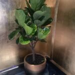 Fiddle  XL (Hotel Quality)| 180cm