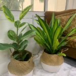 Indoor Plants Bundle Indoor Plants in Basket