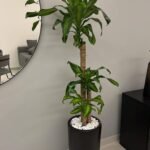 Office Plant Fortune plant ( 160cm )