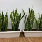 Office Plant Snakeplant bundle