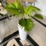 Indoor Plants Budget Combo - Image 2