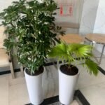 Indoor Plants Budget Combo