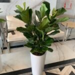 Fiddle Plant ( 150cm )