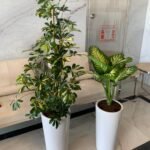 Office Plants Bundle Offer