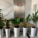 Office Plants Bundle 5pcs - Image 3