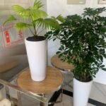 Indoor Plants Budget Combo - Image 3