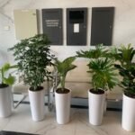 Office Plants Bundle 5pcs - Image 2
