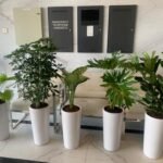 Office Plants Bundle 5pcs