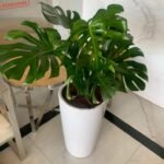 Big Monstera  ( 130cm to 140cm ) - Image 2