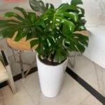 Big Monstera  ( 130cm to 140cm )