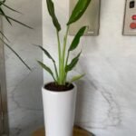 Indoor Plants Budget Combo ( Travellers Palm and Yucca ) - Image 2