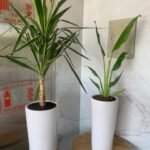 Indoor Plants Budget Combo ( Travellers Palm and Yucca )