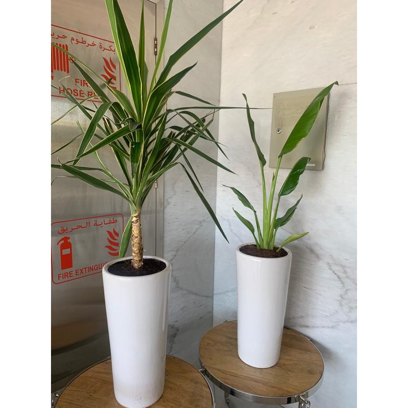 IMG-20220510-WA0076.jpg Indoor Plants Budget Combo ( Travellers Palm and Yucca ) - Image 1