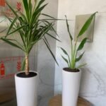 Indoor Plants Budget Combo ( Travellers Palm and Yucca ) - Image 3