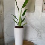 Indoor Plants Budget Combo ( Travellers Palm and Yucca ) - Image 4