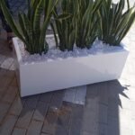 Snakeplant in fiber planter ( 100 cm x 40cm, 80cmx 30cm ) - Image 2