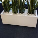 Snakeplant in fiber planter ( 100 cm x 40cm, 80cmx 30cm ) - Image 5