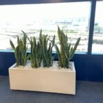 Snakeplant in fiber planter ( 100 cm x 40cm, 80cmx 30cm )