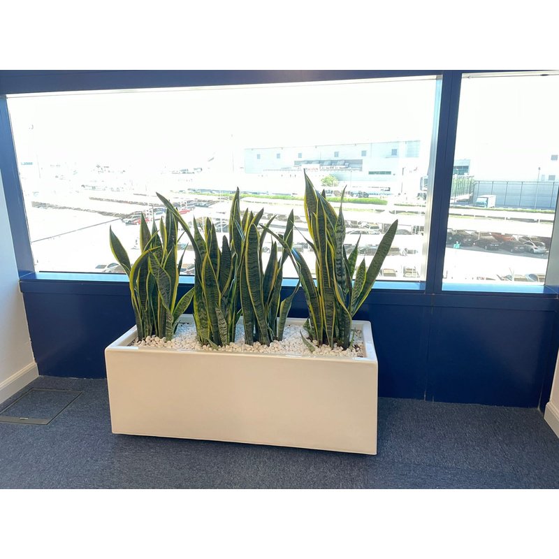 IMG-20220511-WA0060.jpg Snakeplant in fiber planter ( 100 cm x 40cm, 80cmx 30cm ) - Image 1