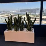 Snakeplant in fiber planter ( 100 cm x 40cm, 80cmx 30cm ) - Image 3