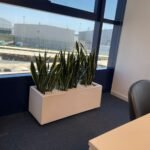 Snakeplant in fiber planter ( 100 cm x 40cm, 80cmx 30cm ) - Image 4