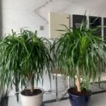 Yucca Big each - Image 2
