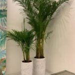 Office Plant Areca bundle in white gold - Image 4