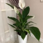 Peace lily Big (with flowers)