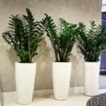 Office Plants Zizi in fiber pot Bundle (3pcs)