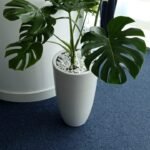 Big Monstera  ( 130cm to 140cm ) - Image 3