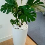Big Monstera  ( 130cm to 140cm ) - Image 4